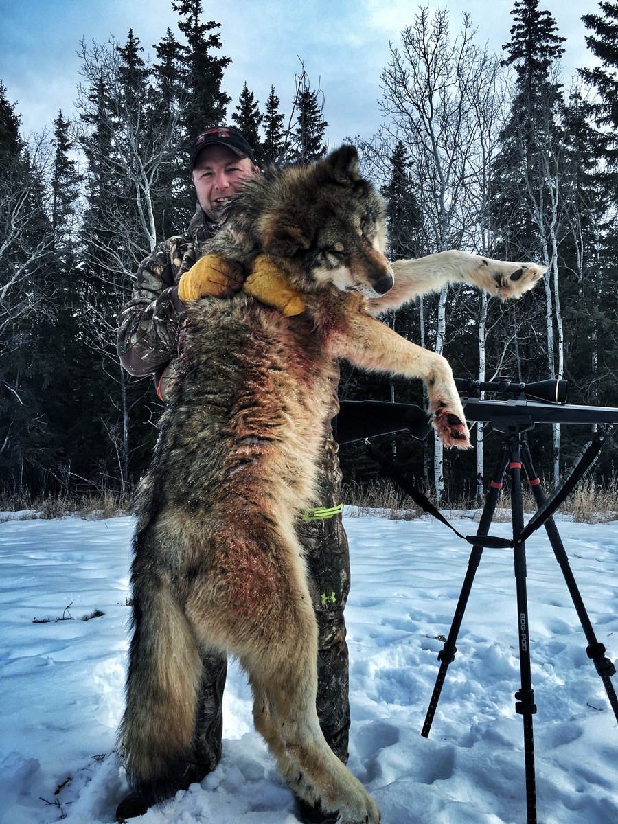 Alberta Canada Wolf Hunts Timber King Outfitting